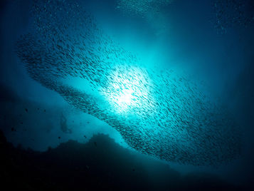How Illegal Fish Becomes Legal Fish