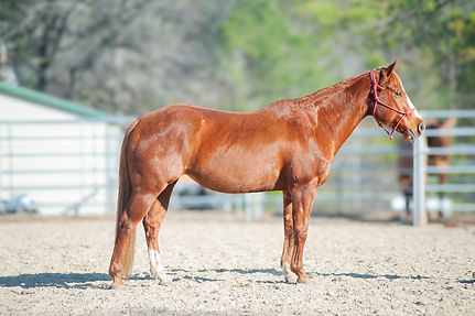 Okie Broodmare Solid Rock Farms