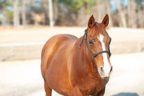 Taffy Broodmare Solid Rock Farms