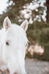 Pudding Retired Palamino Stud Solid Rock Farms