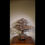 Miniaturebillede: Copper bonsai tree large