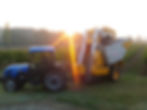 Vendanges 2014 à l'aube