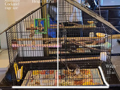 Minimum bird cage size for a Cockatiel