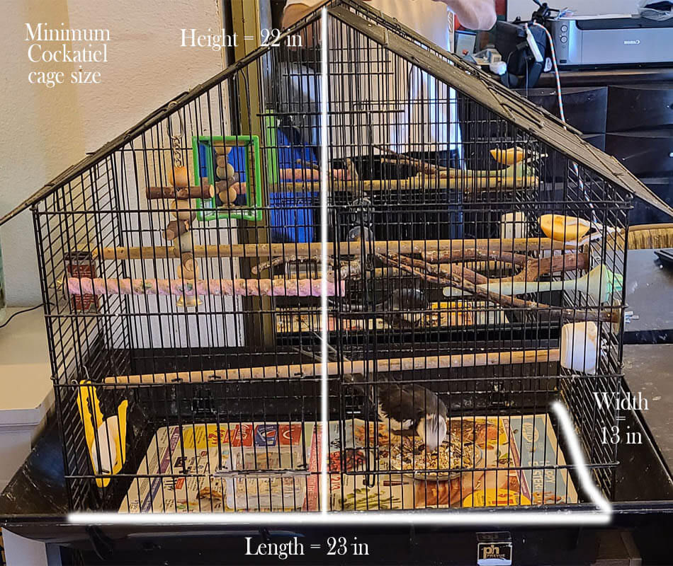 Minimum bird cage size for a Cockatiel