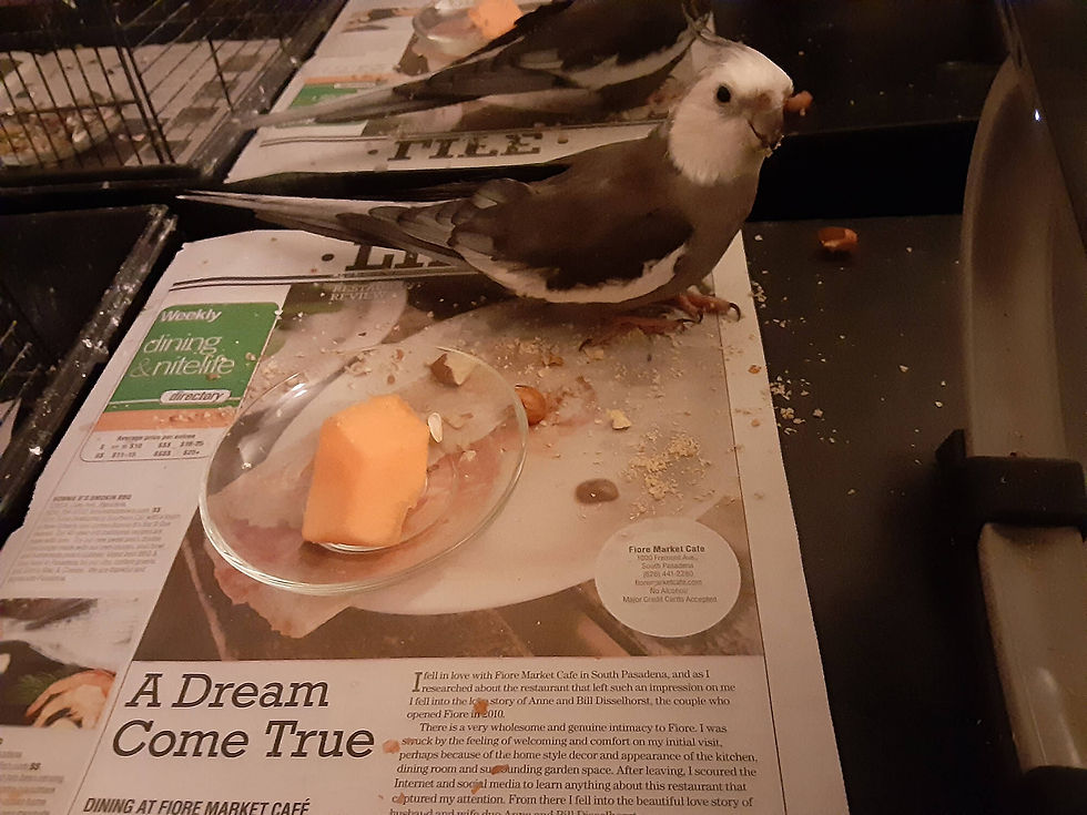 my bird Gago Cockatiel