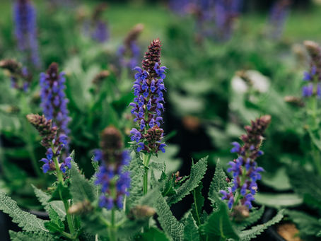 Hummingbirds bring a special kind of energy to any garden! 