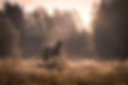 bearbeitet3.3.3.3.jpg