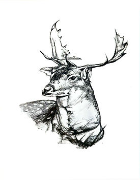 Deer sketch