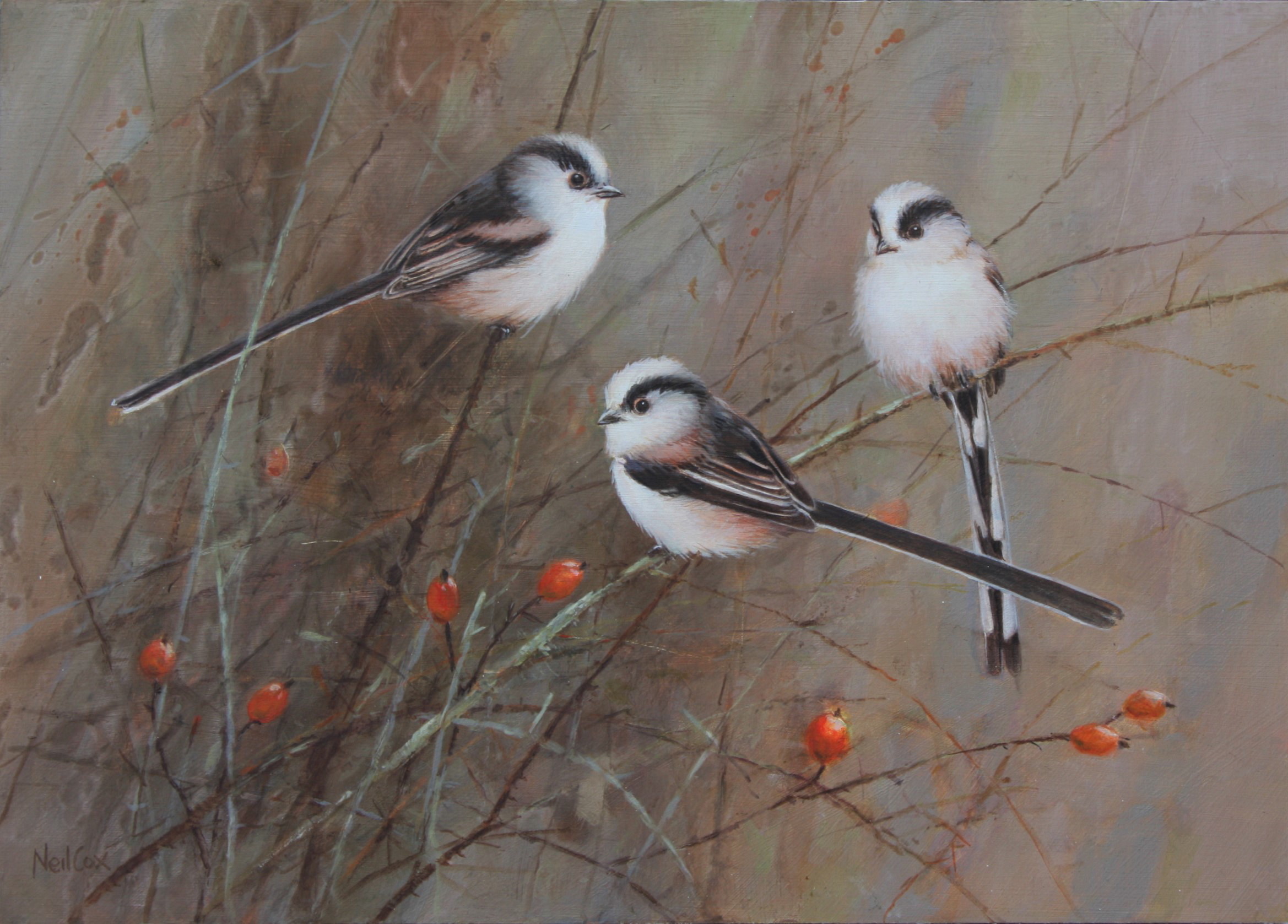 Long Tailed Tits