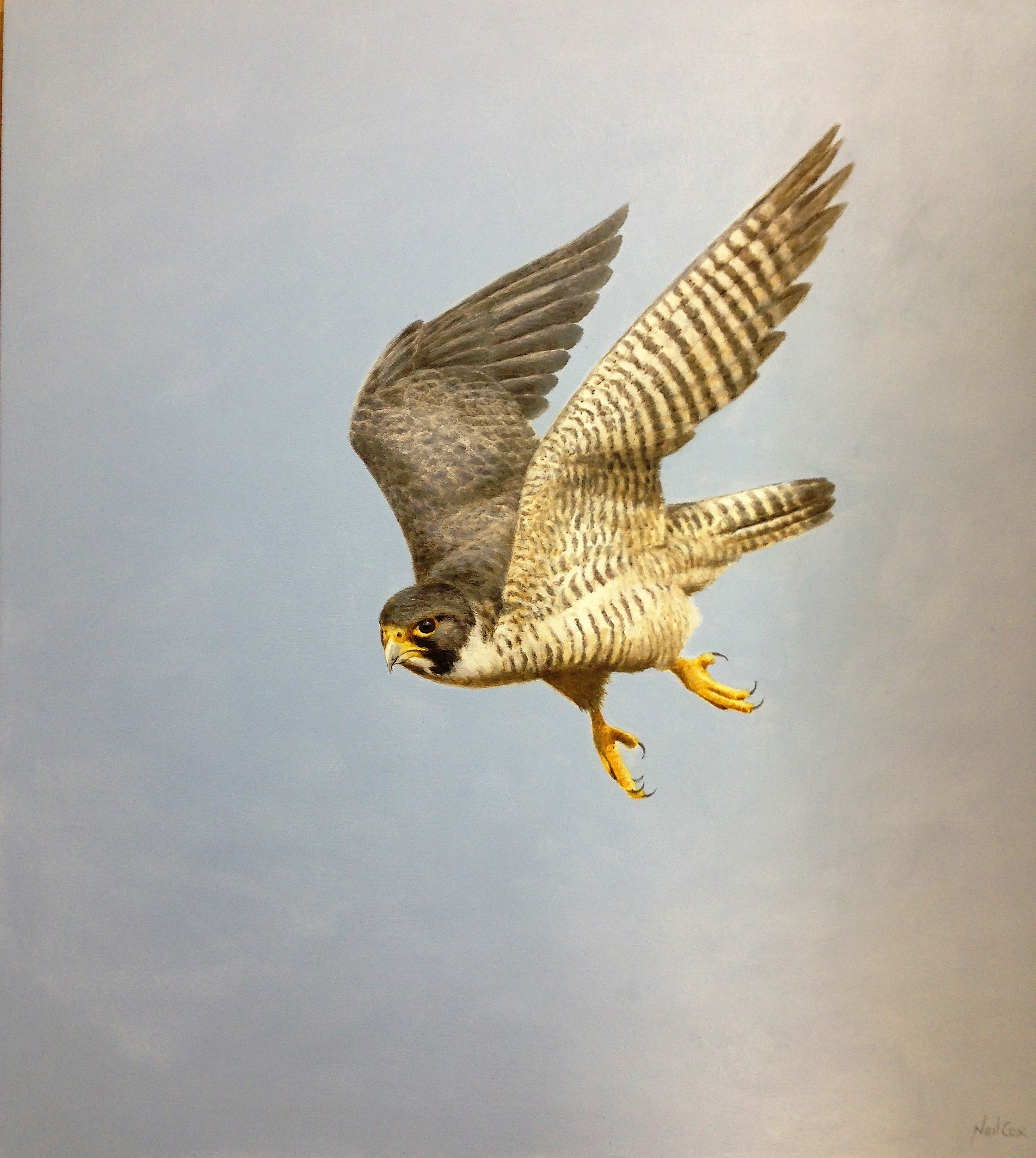 Peregrine