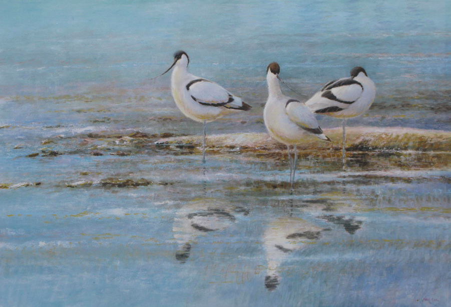 Winter Blue, Avocets