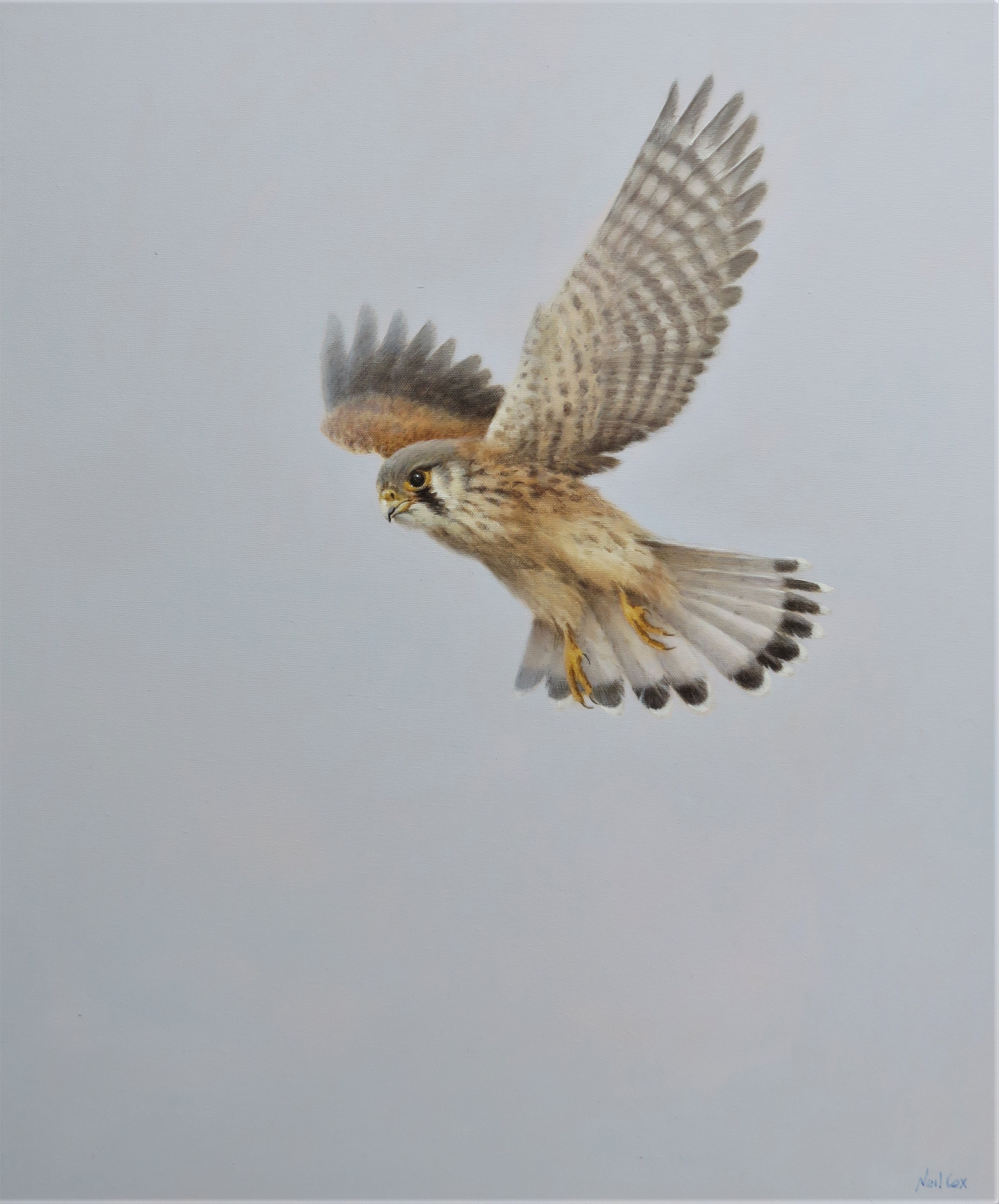 Windhover