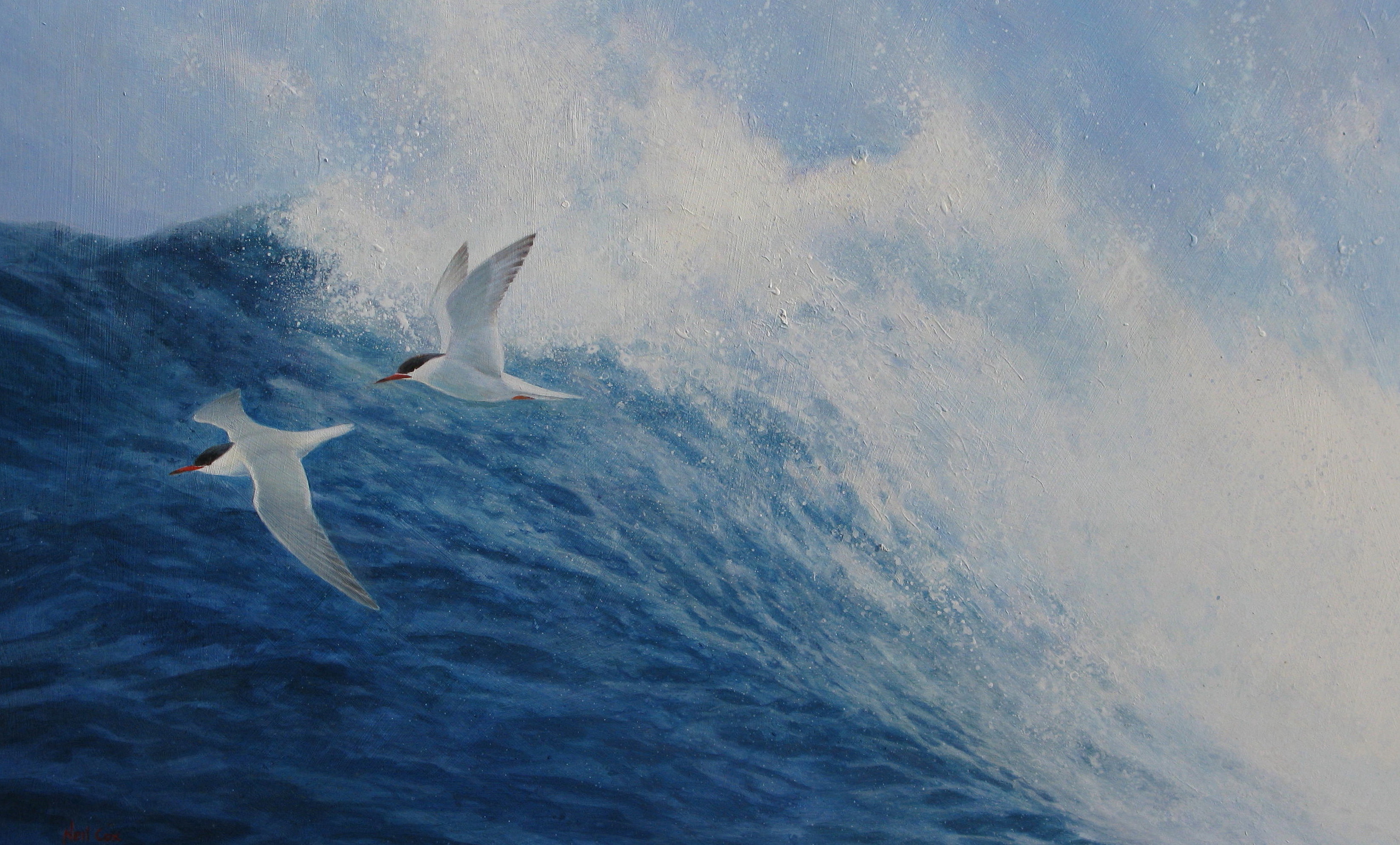 Breakers, Common Terns