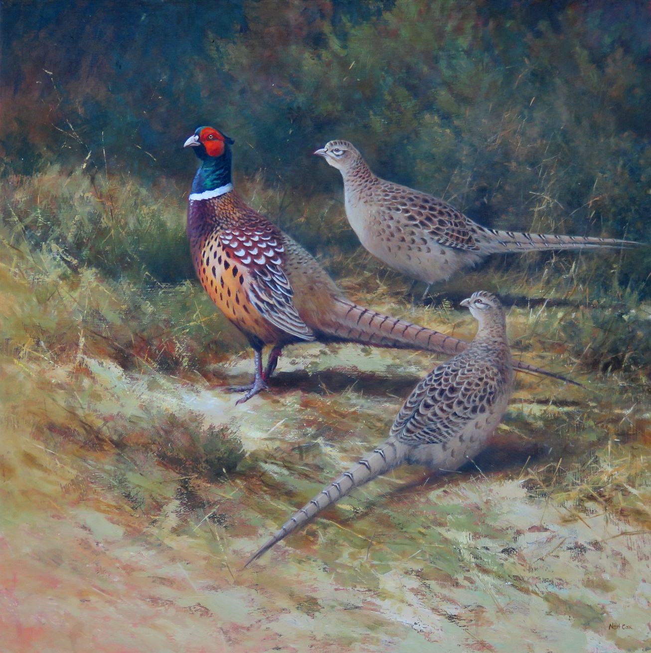 Autumn Pheasant.