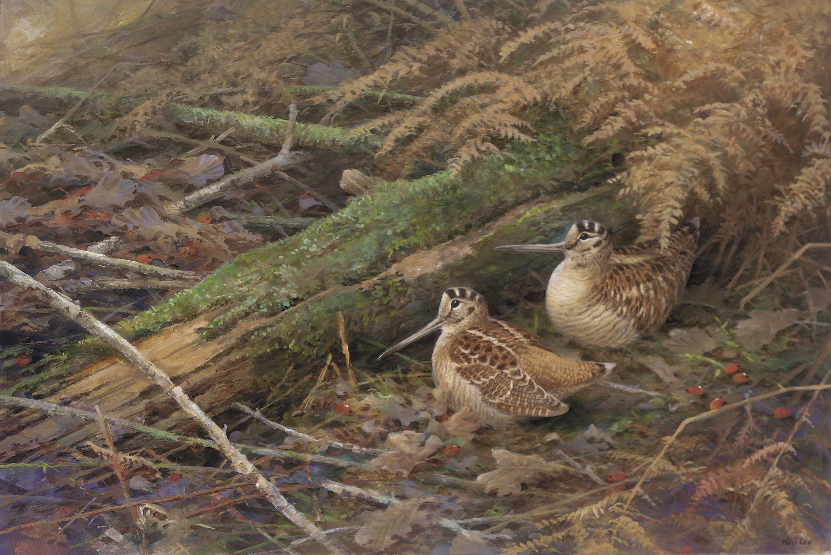 Autumn Woodcock