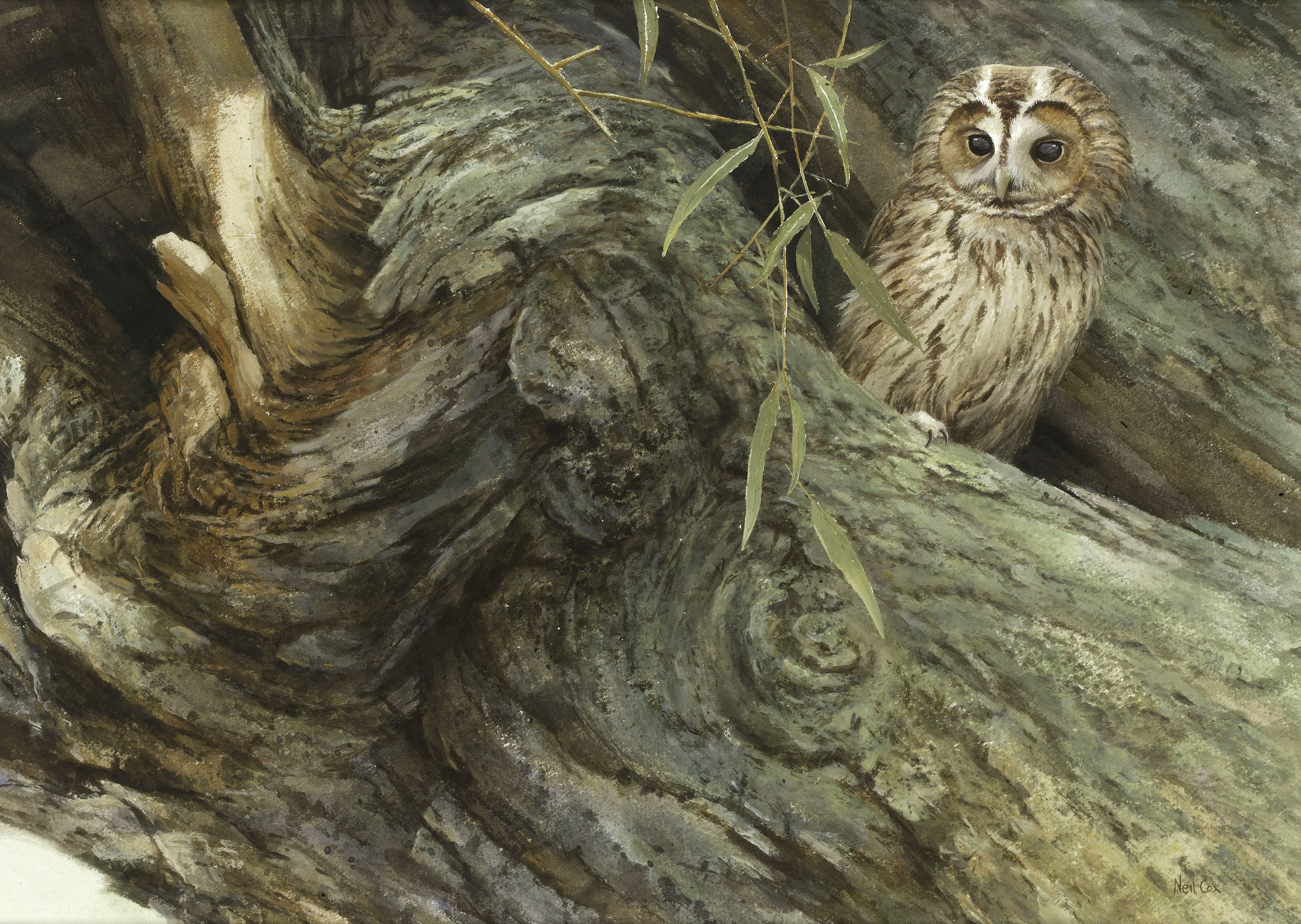 Crackwillow, Tawny Owl