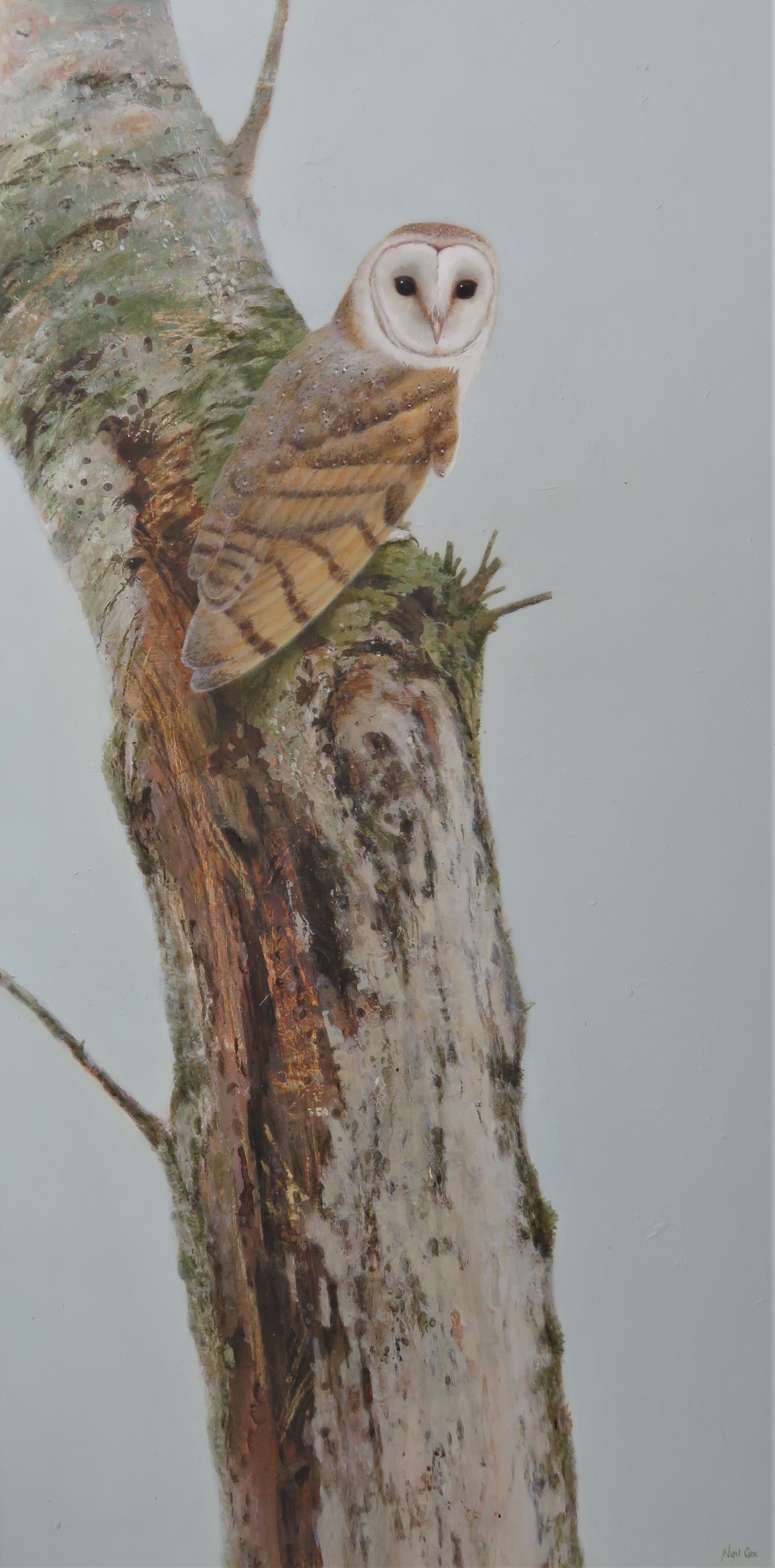 The Broken Oak - Barn owl