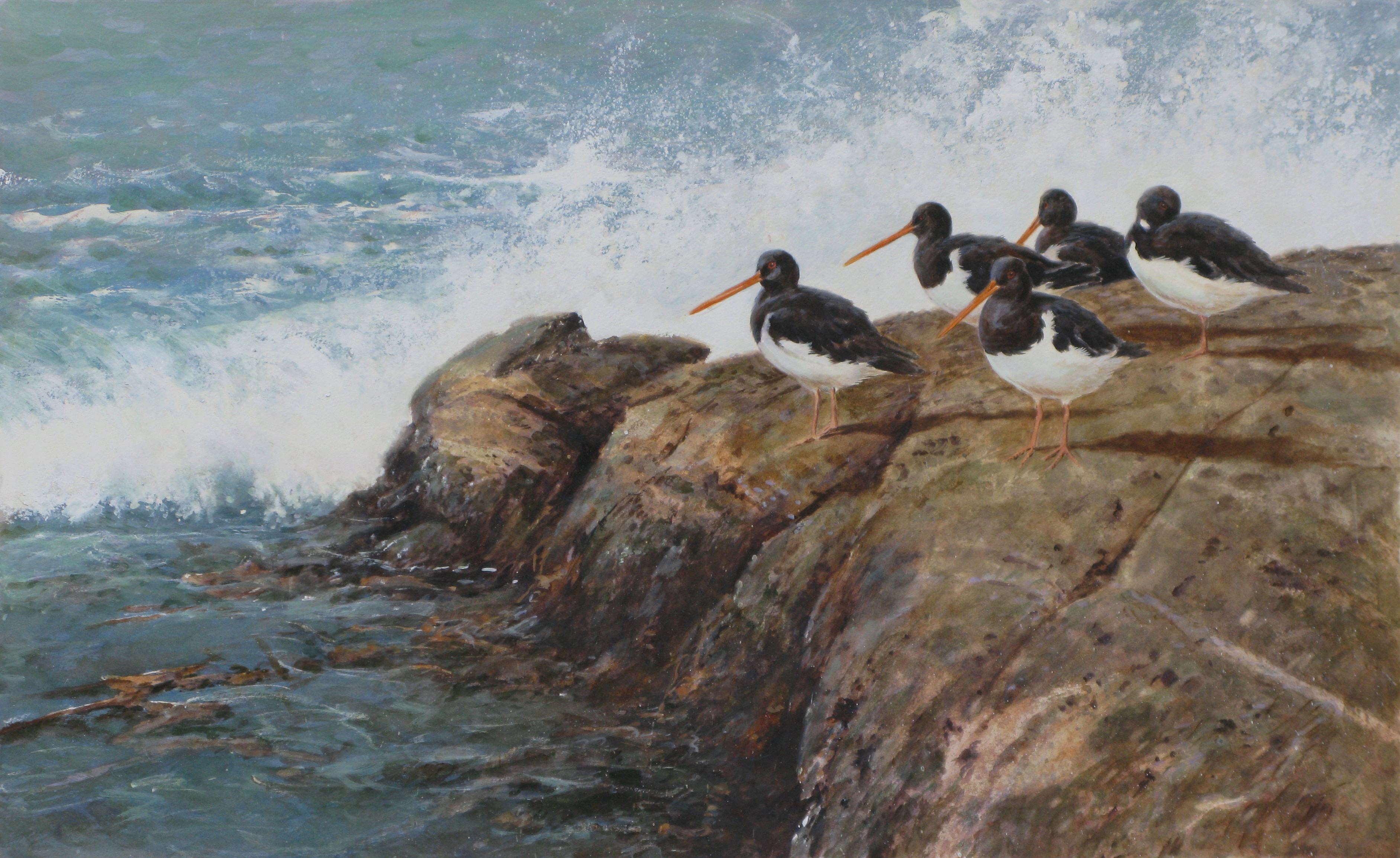 On the Point, Oyster Catchers