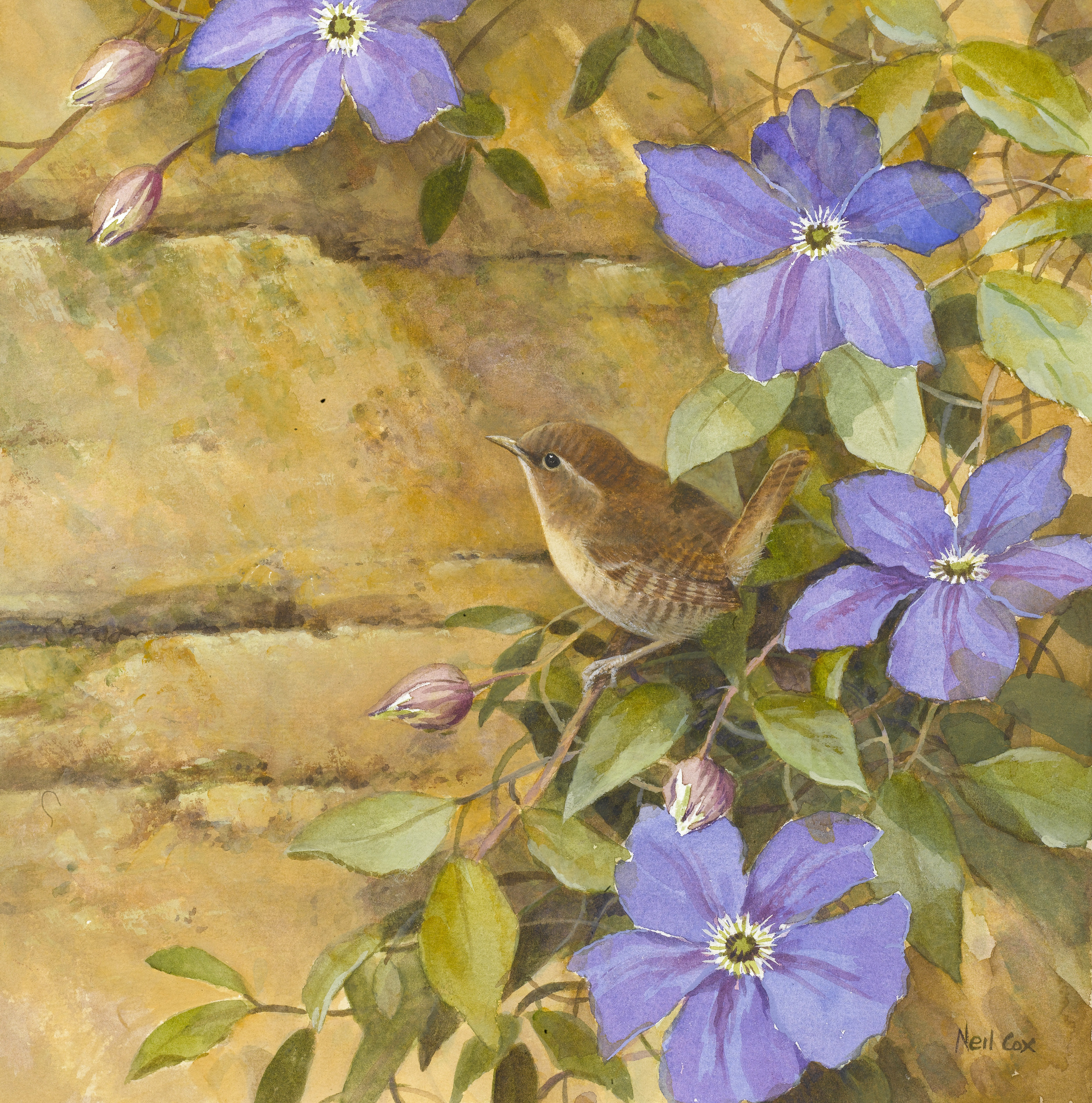 Wren with Clematis