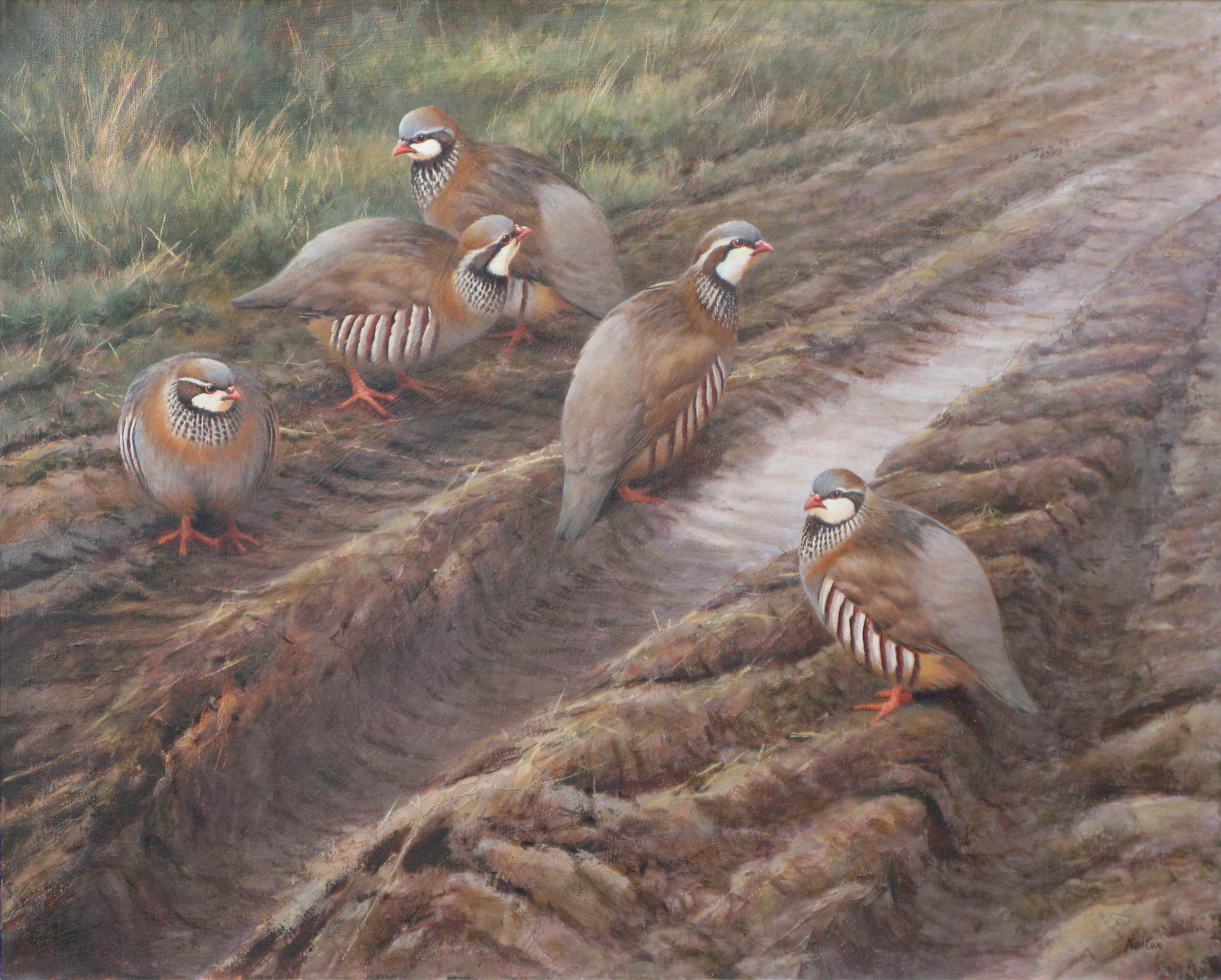 Farm Track, Red Legged Partridge