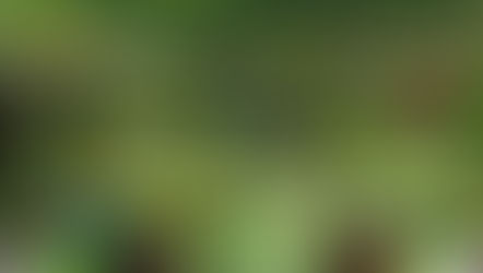 Community Garden Lady Lane Proposal 2025 