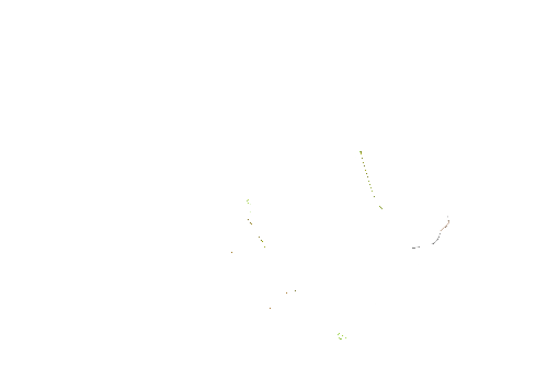 PARROT.gif