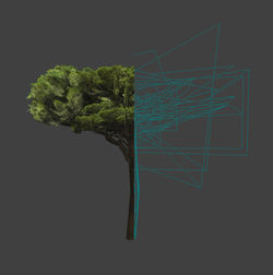 Stone Pine