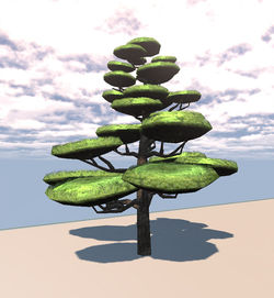 Japanese Pine