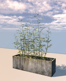 Bamboo