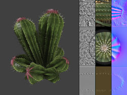 Cactus