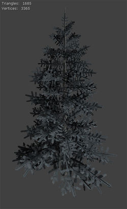 Colorado Spruce