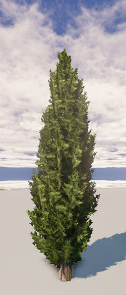 Cypress