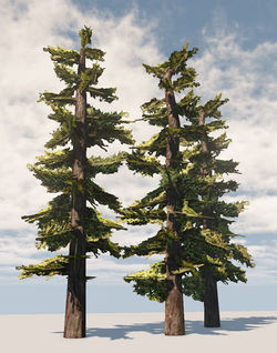 Douglas Fir
