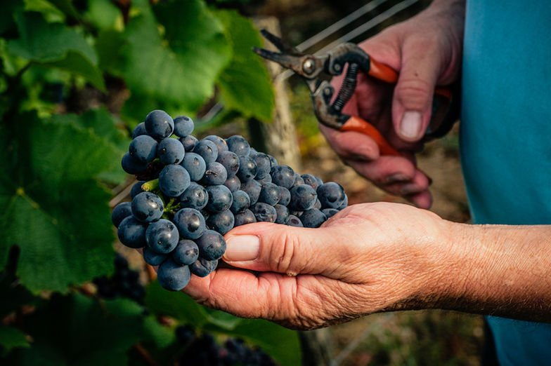 Pinot noir sancerre .jpg