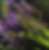 BlueVervain.jpg