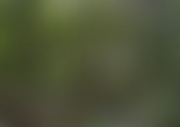 The Summer I Fell in Love with Nature