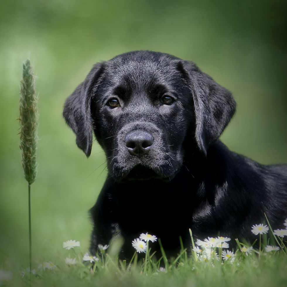 Thumbnail: Black labrador puppy lying in green grass with small white flowers.