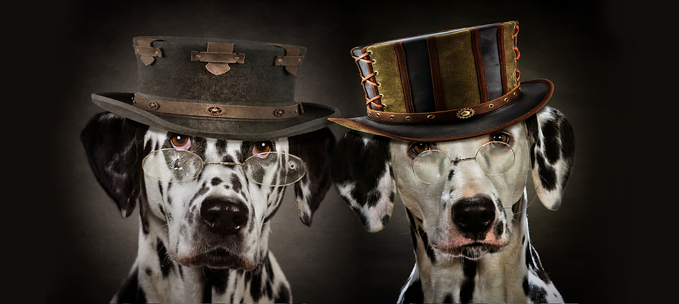 Dog photographer near me Pet photographer Edinburgh Dogs in Hats.png