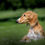 Thumbnail: Fawn and white sighthound puppy calmly resting in lush green grass.
