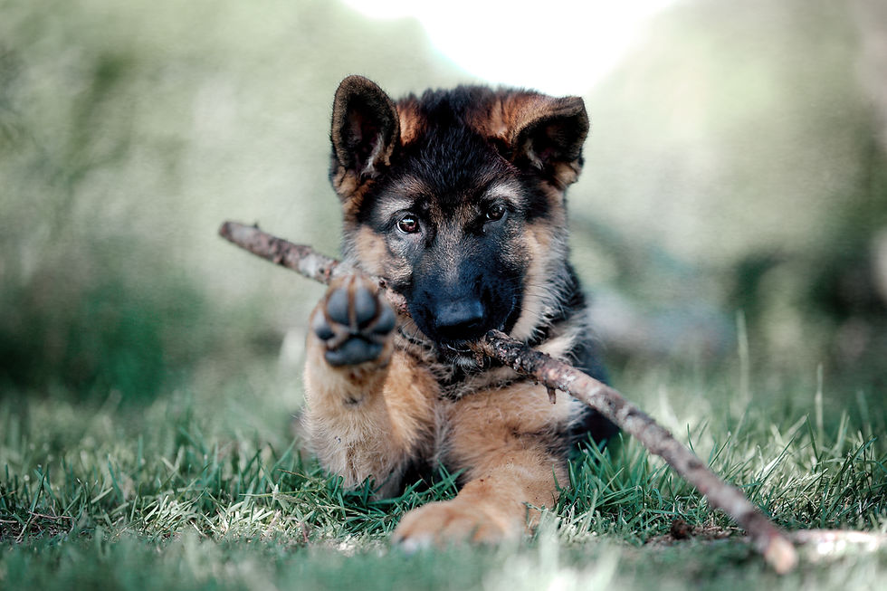 a german shepherd puppy playing with a stick