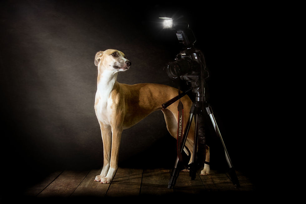 Dog photographer near me falkirk pet photography edinburgh glasgow scotland
