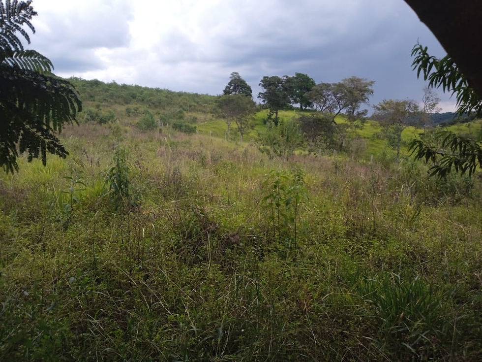 Miniatura: Sítio em Piedade dos Gerais - MG