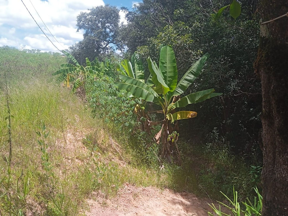 Miniatura: Sítio em Piedade dos Gerais - MG