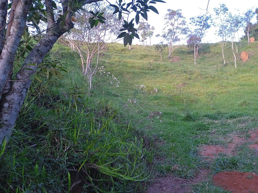 Miniatura: Sítio em Piedade dos Gerais