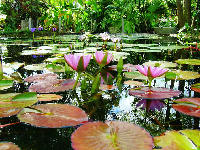 Austral Watergardens Water Plants Australia