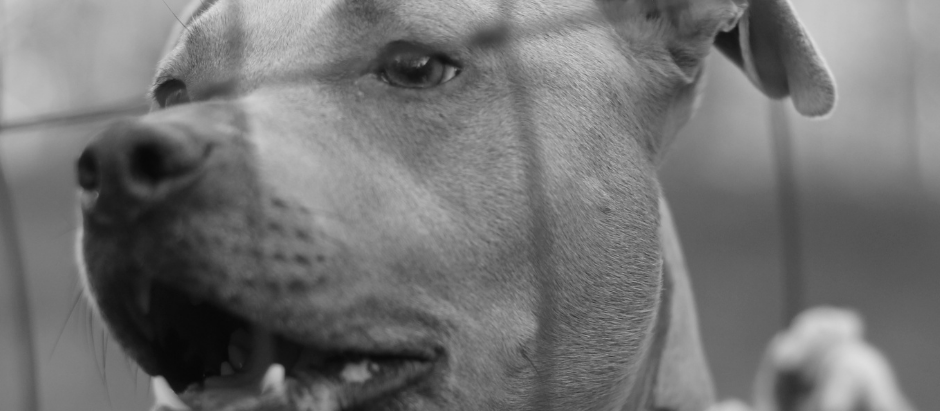 LA REGULACIÓN DE LA TENENCIA DE ANIMALES CONSIDERADOS POTENCIALMENTE PELIGROSOS