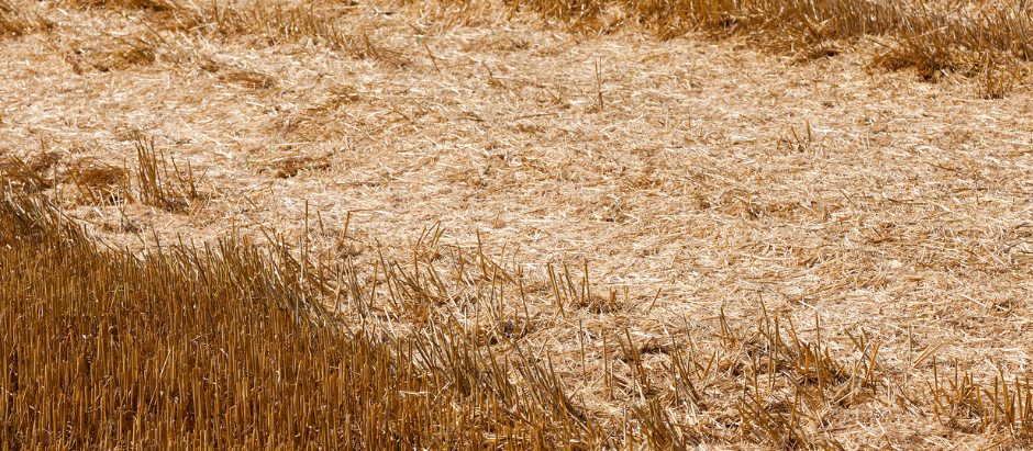 EL DERECHO DE RETRACTO ENTRE FINCAS RÚSTICAS COLINDANTES