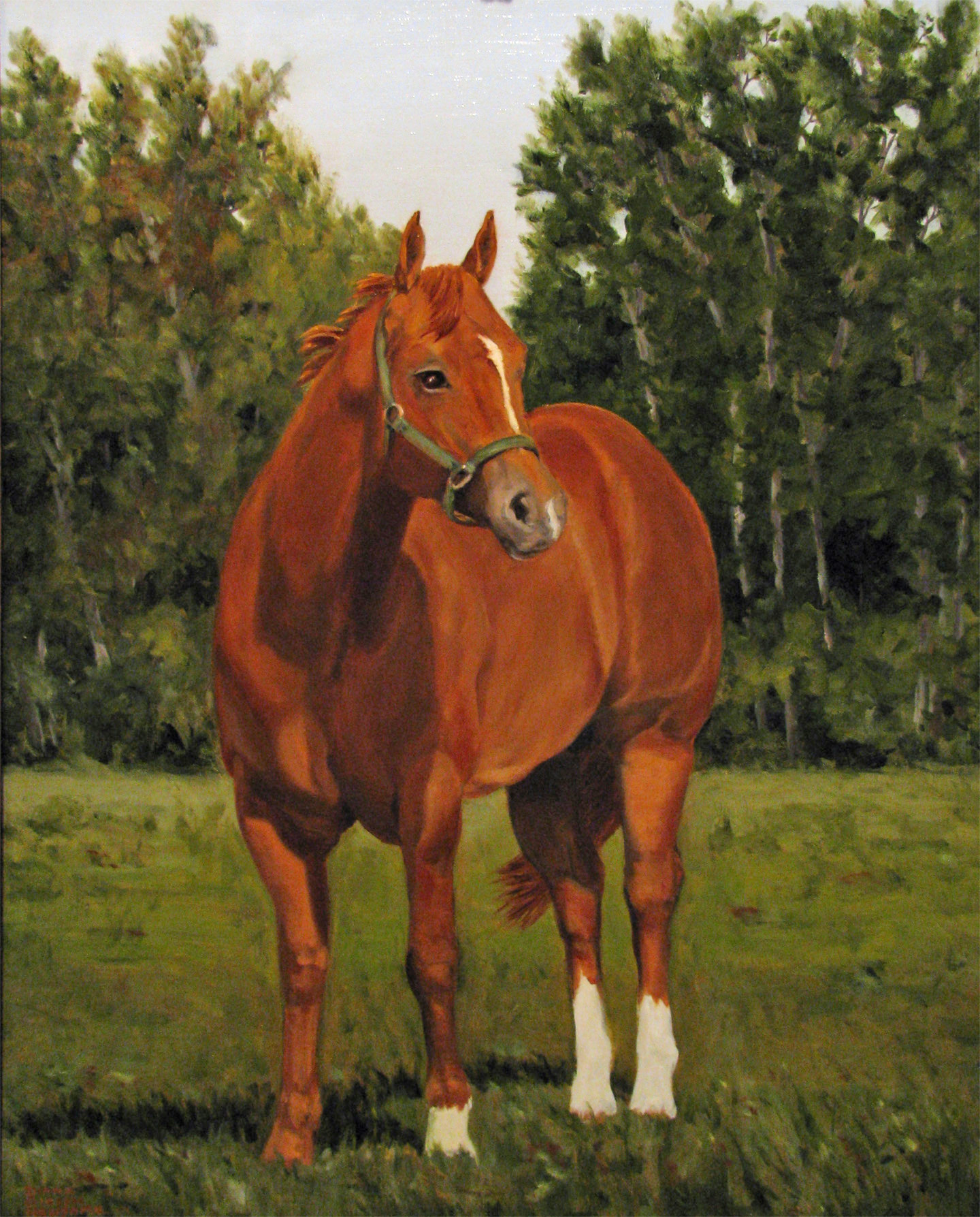Quarterhorse Stallion