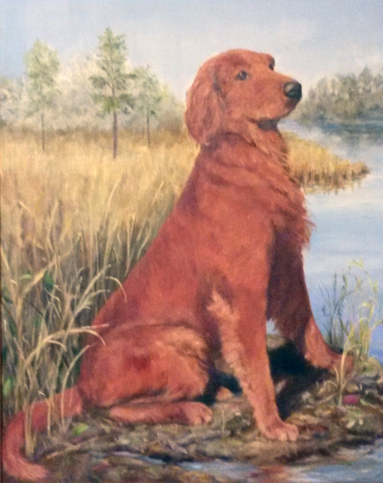 Golden Retriever