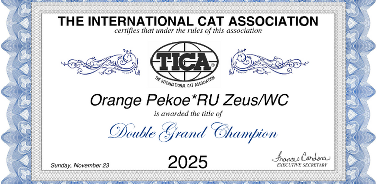 British Shorthair male Zeus, TICA Double Grand Champion (DGH), blue coat
